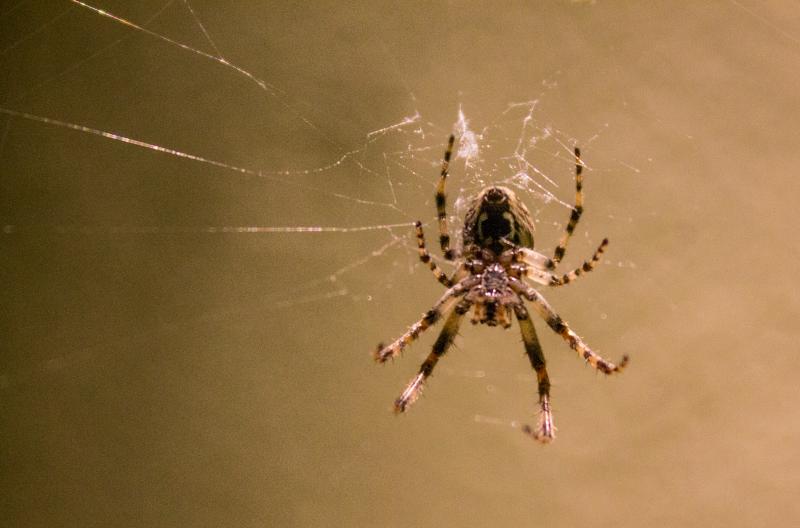 Photography: Spiders