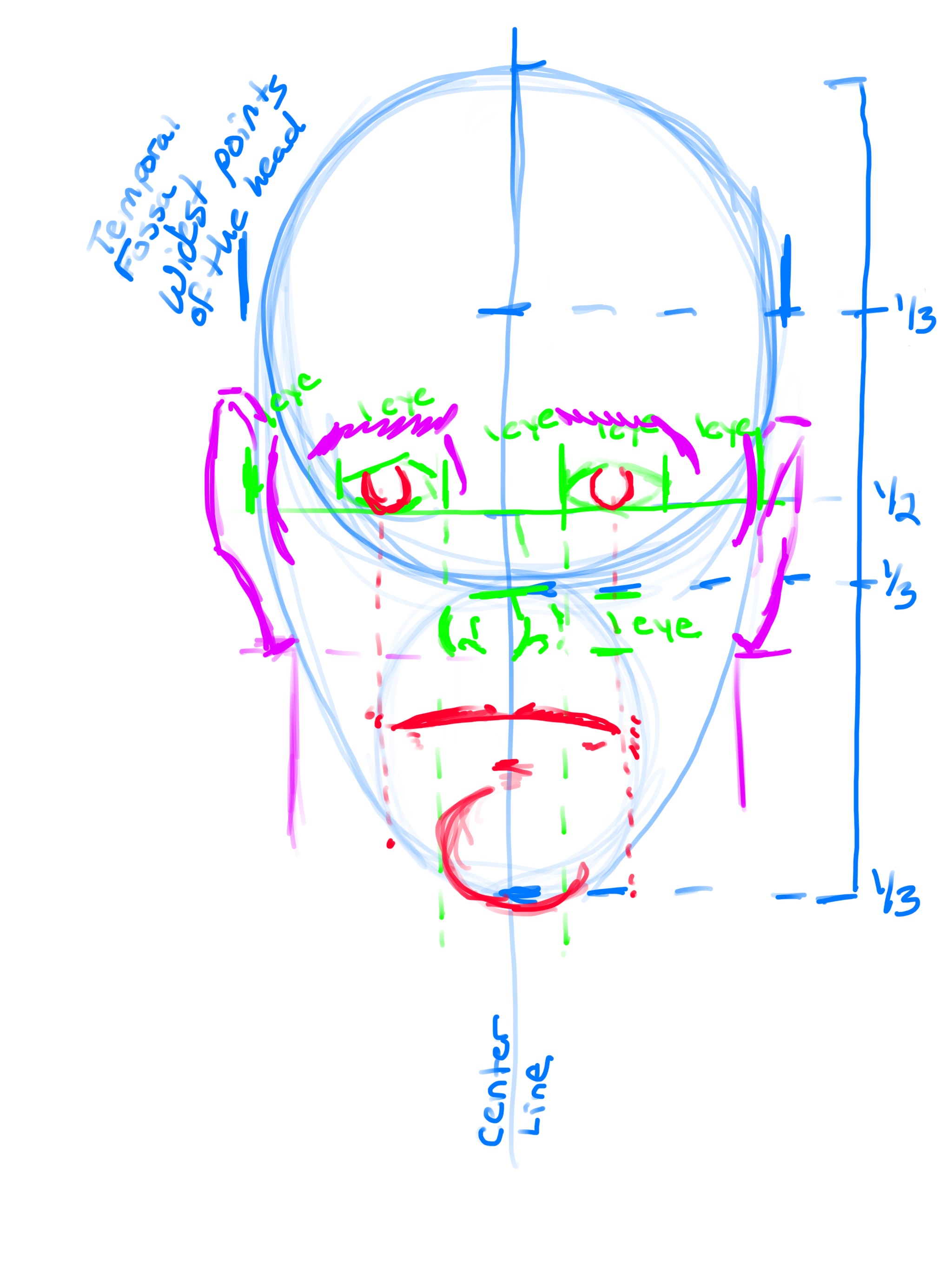 How to draw the Human Face step 4